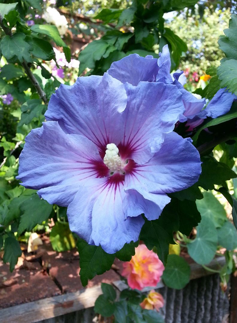  photo 20140823_113942-1_zpsmu4cwz3b.jpg